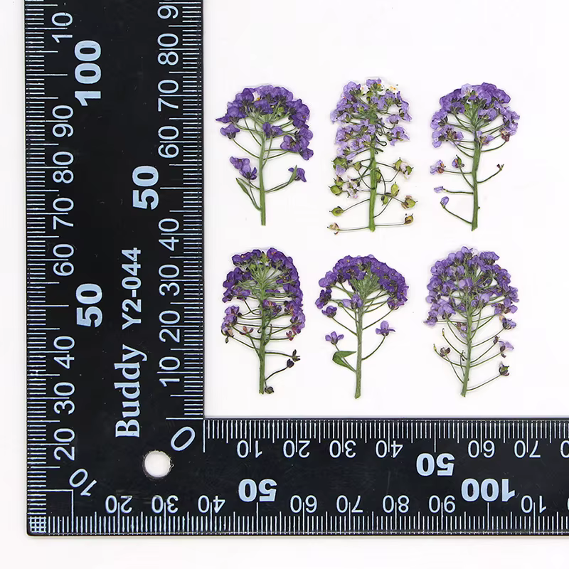 12 pièces, fleur pressée douce Alyssum naturelle, vraies fleurs séchées, fournitures artisanales de 