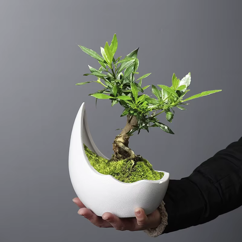 Pot de fleur en céramique en forme de corne de rhinocéros, pot de plante verte, jardinière succulent