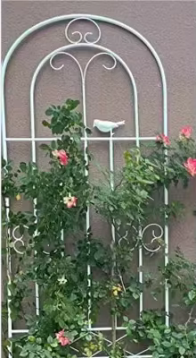 Clôtures de jardin d'extérieur en fer pour plantes grimpantes et fleurs, pergola, plante en métal, t