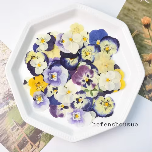 50 pièces/2-4 cm, pétale de fleur de pensée pressé, matériel de fleur décoratif bricolage pour carte