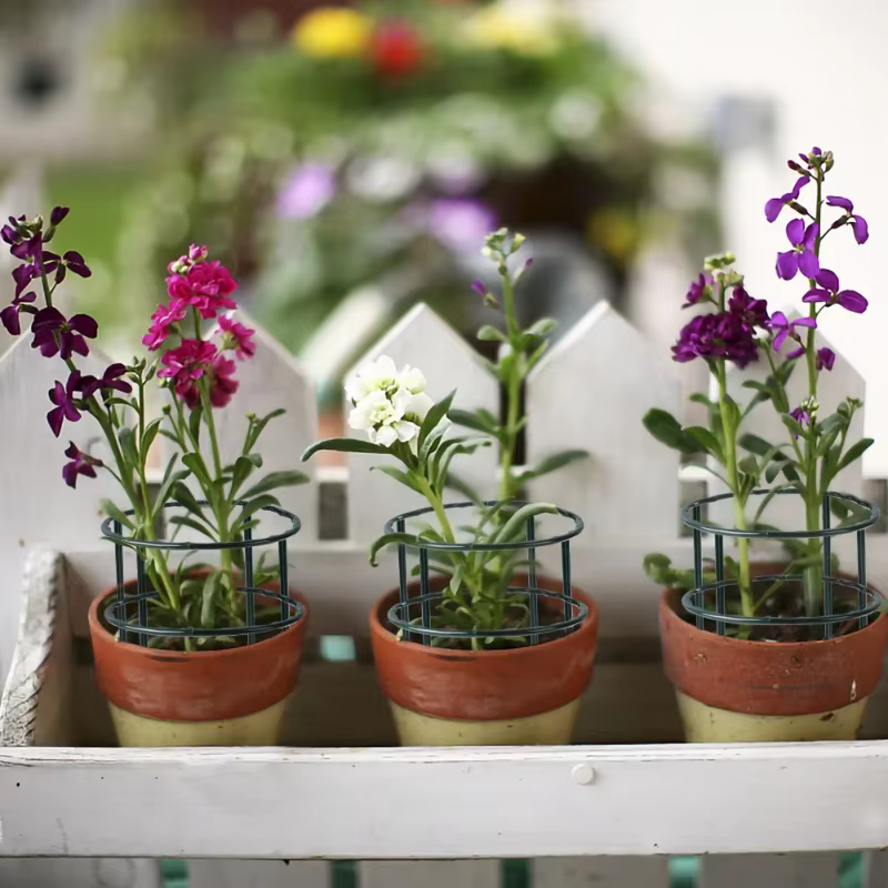 Support pour plantes épissées, 2 tailles, support pour orchidées monocouche, multi-viande, Support p
