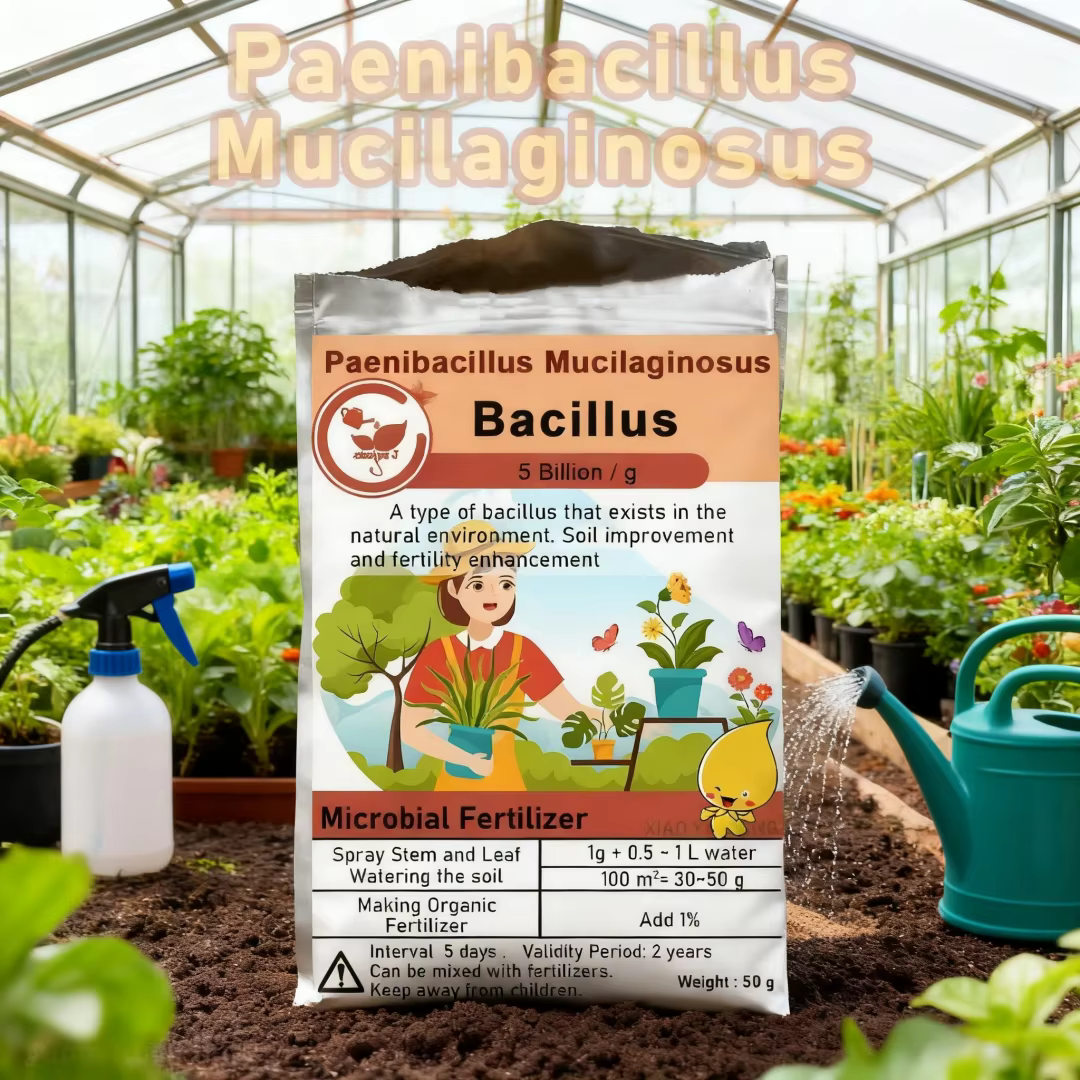 Fertilisateur microbien biologique Paenibacillus Mucilaginous Bacillus, 50g, pour la fertilité du so