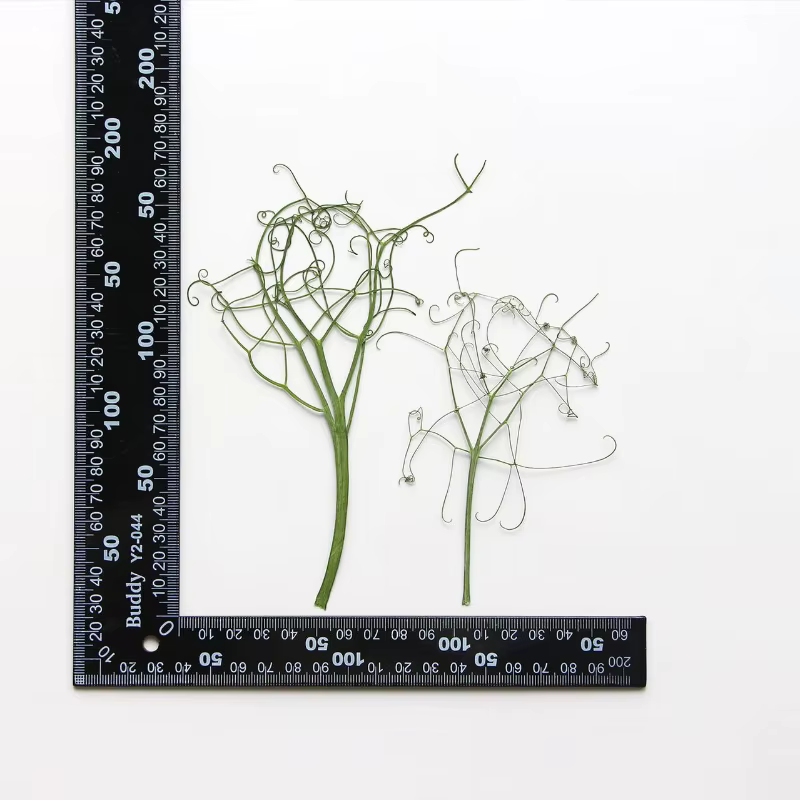 Feuilles Vertes Véritables, Fleur Pressée, Cadre Photo, Plantes Sèches, Maquillage, Levpper, Étui de