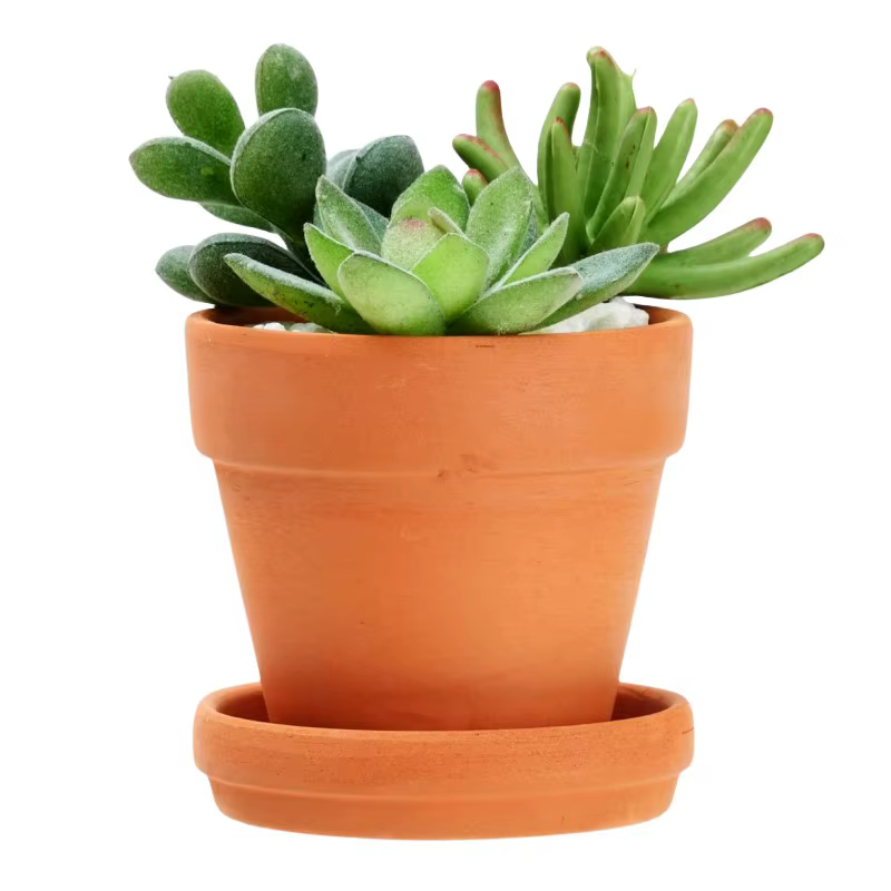 Paquet de 9 petits Pots en terre cuite de 3 pouces avec soucoupes pour plantes succulentes, jardiniè
