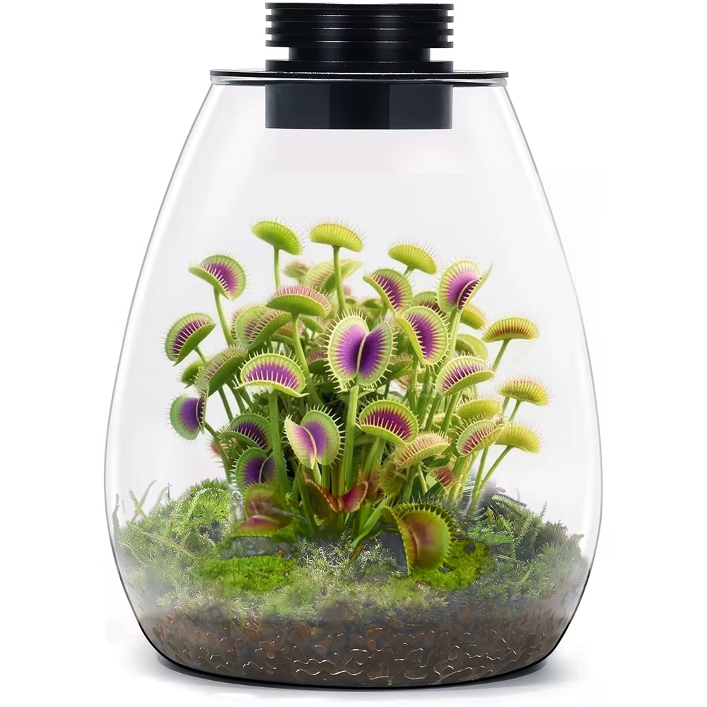 Terrarium en verre pour plantes succulentes, mousse, paysage miniature avec éclairage de croissance 