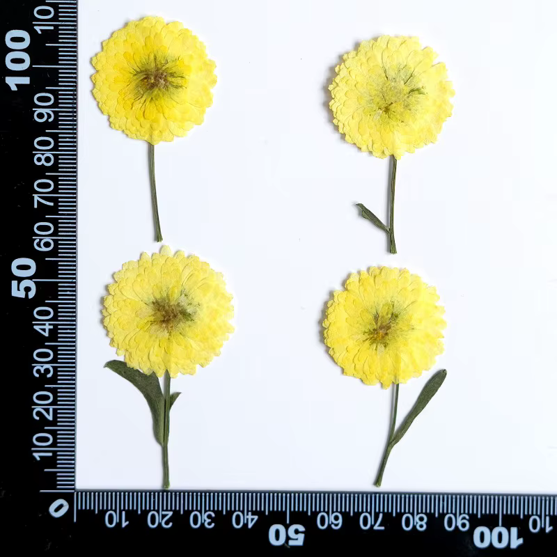 12 pièces/6-9 cm, nature Helichrysum pressé fleurs séchées bricolage bougie résine aromathérapie inc
