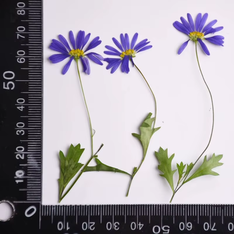 12 pièces, fleurs pressées séchées à l'iris à tige violette, fournitures de décoration de plantes po