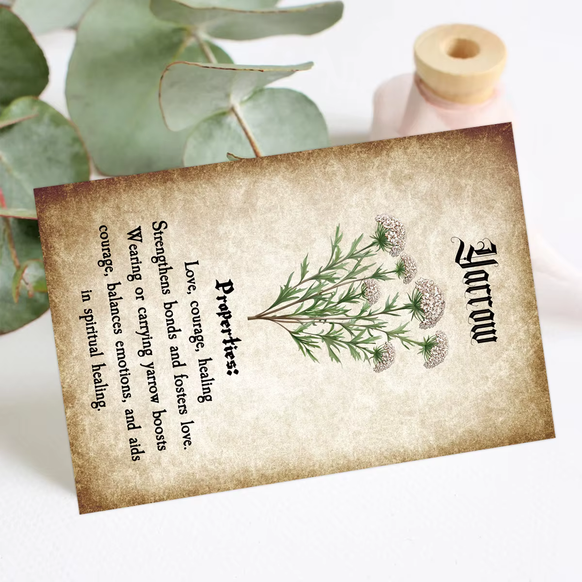 Cartes à base de plantes avec Illustrations botaniques
