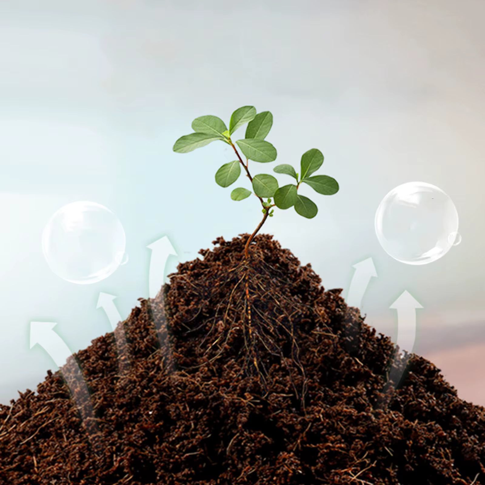 Substrat de terrarium en fibres de coco