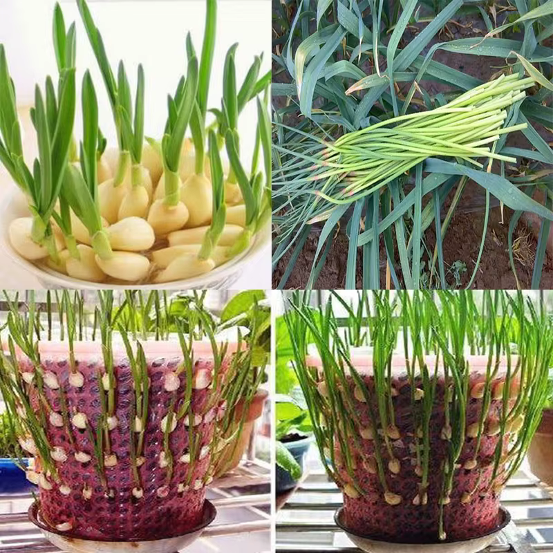 Tige d'ail et légumes, favorise l'allongation