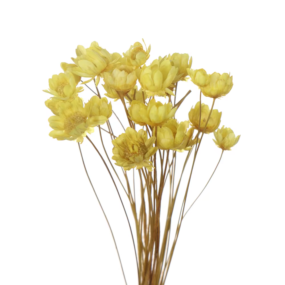 Bouquet de Fleurs vaccées Décoratives