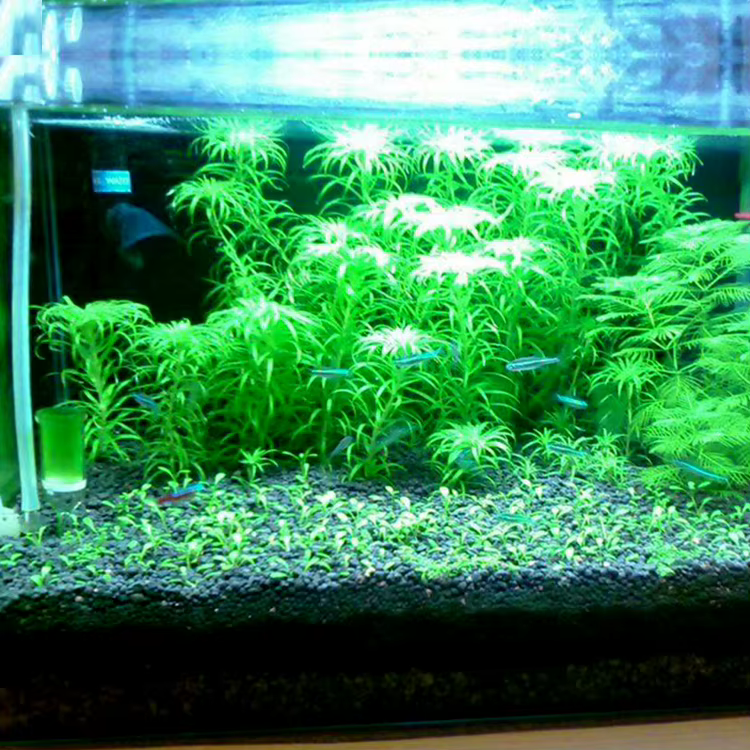 Sol de graines de plantes d'aquarium