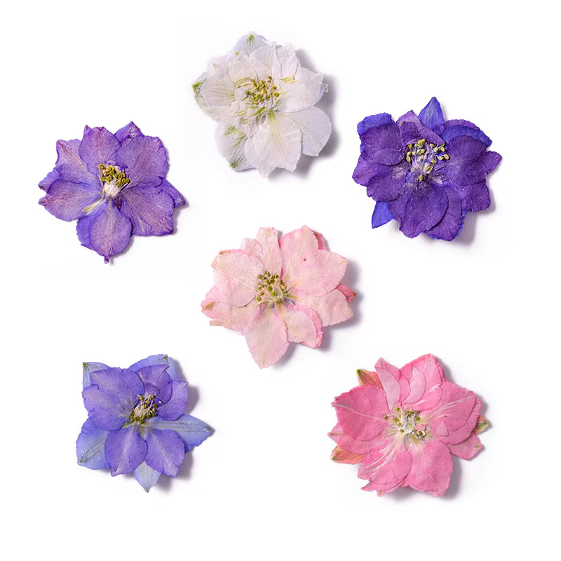 Plante de fleurs d'ajabis séchées