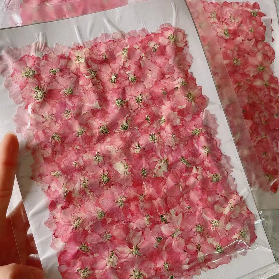 250 pièces pressé séché naturel rose Consolida Ajacis fleurs plantes herbier pour bijoux coque de téléphone signet carte postale artisanat bricolage