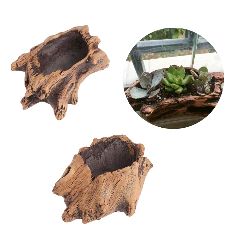 Pot de plantes succulentes