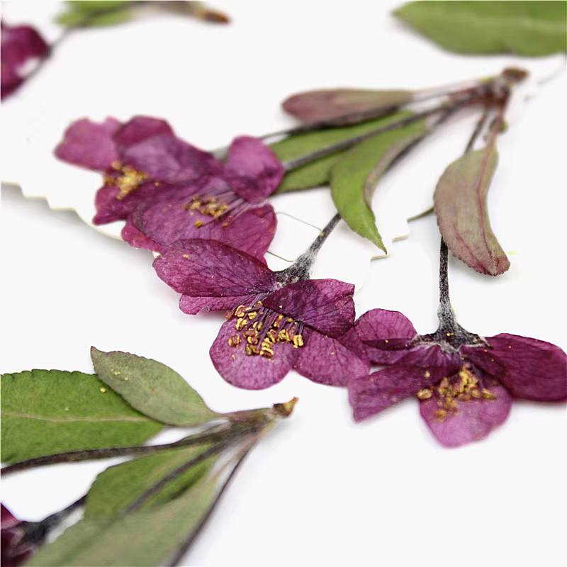 12 pièces, fleurs de bégonia pressées naturelles avec tige