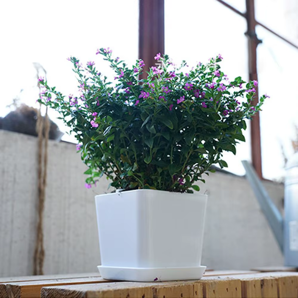 Pot de fleur polygonal minimaliste blanc avec plateau