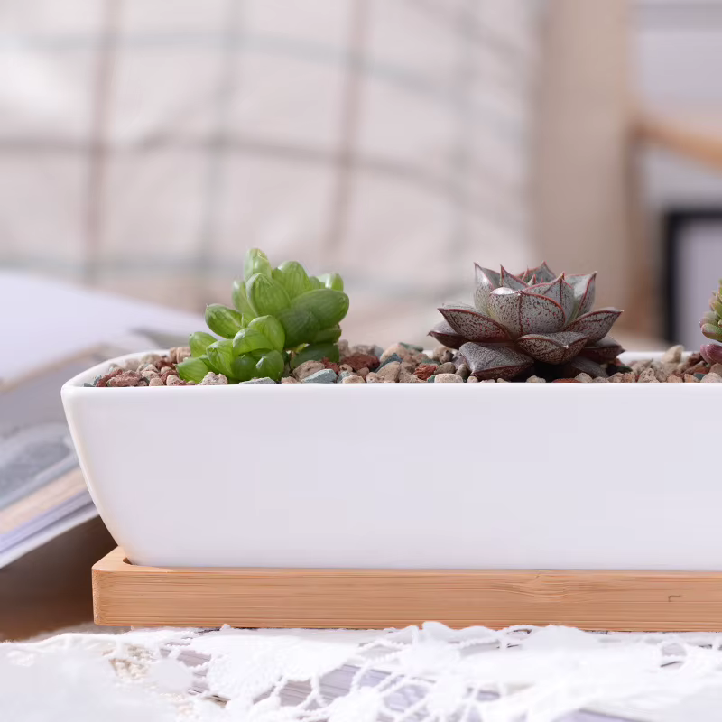 Pot de jardinière succulente en céramique blanche rectangulaire longue avec plateau en bambou