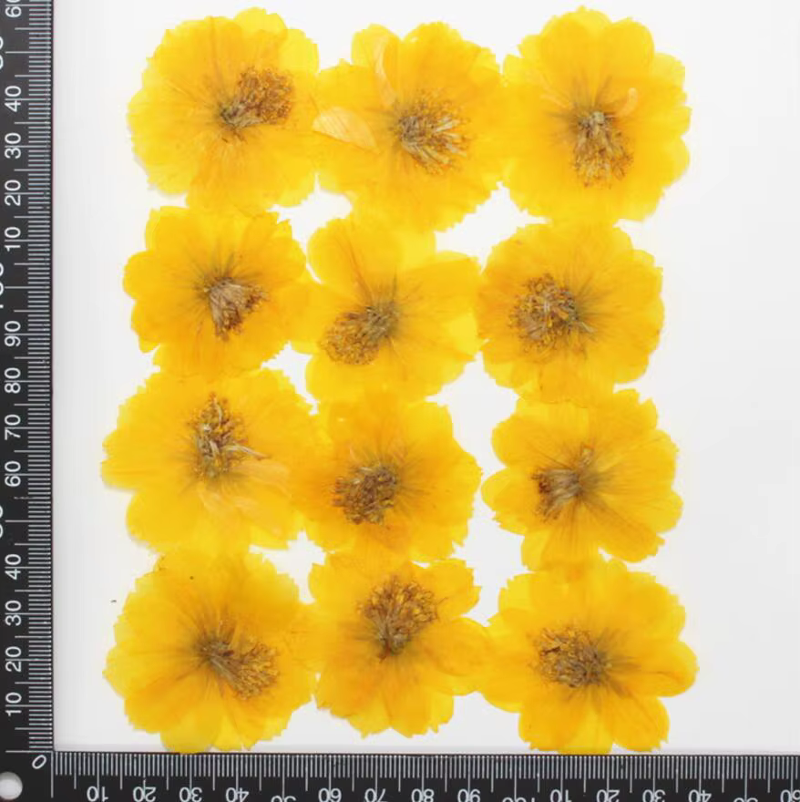 120 pièces de fleurs séchées pressées
