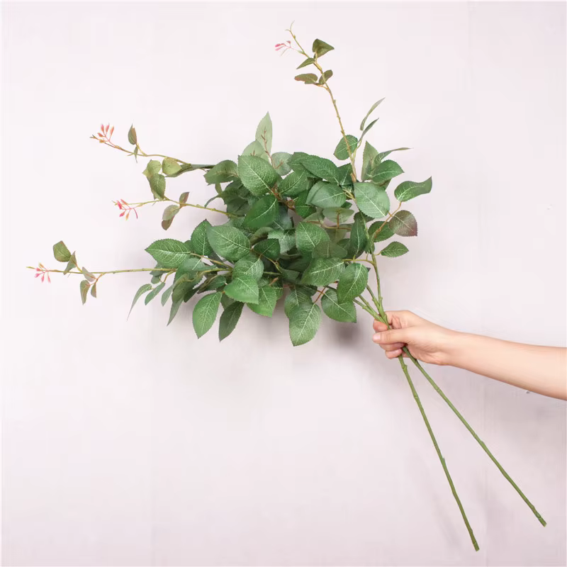 Plantes vertes pour décoration