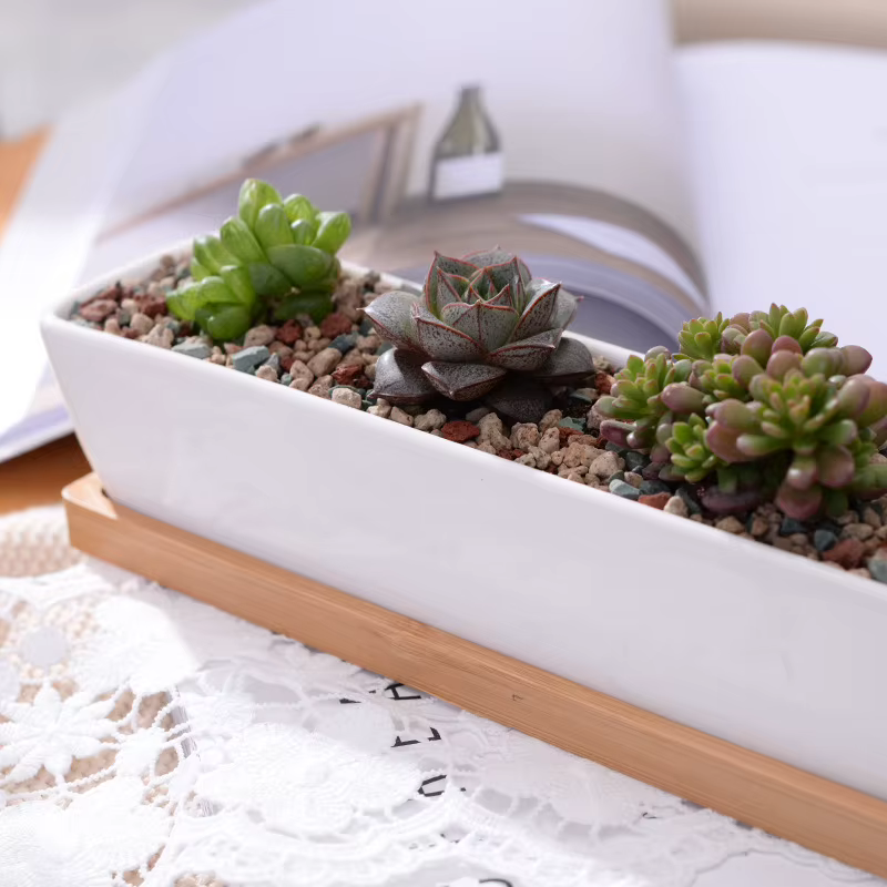Pot de jardinière succulente en céramique blanche rectangulaire longue avec plateau en bambou