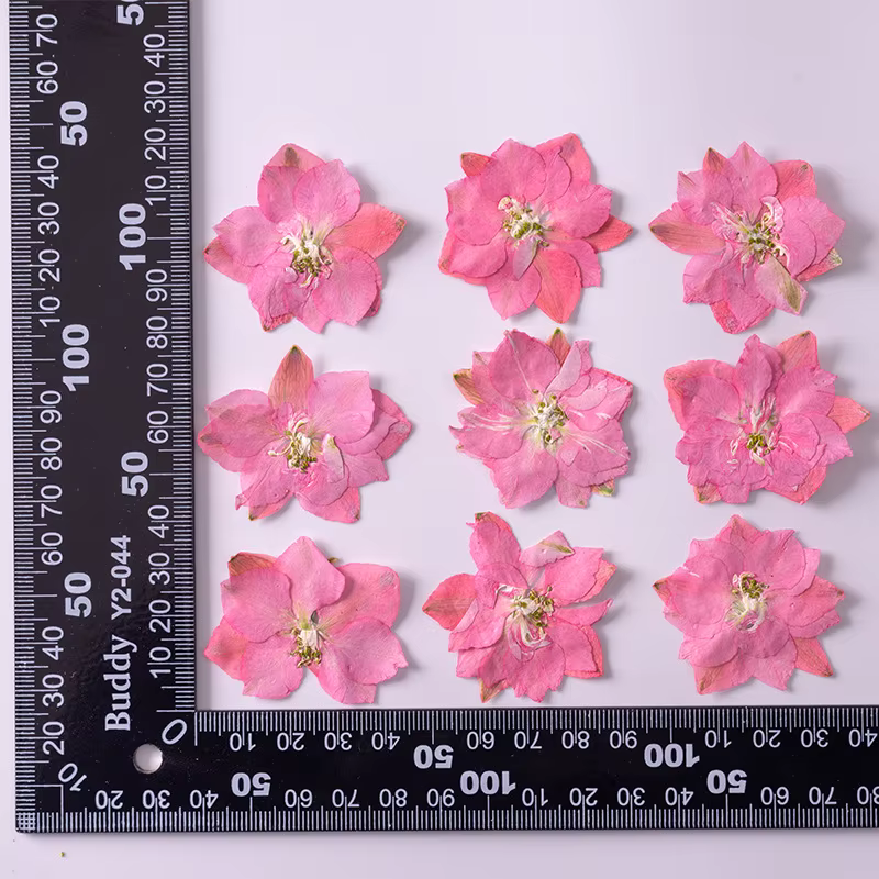Plante de fleurs d'ajabis séchées