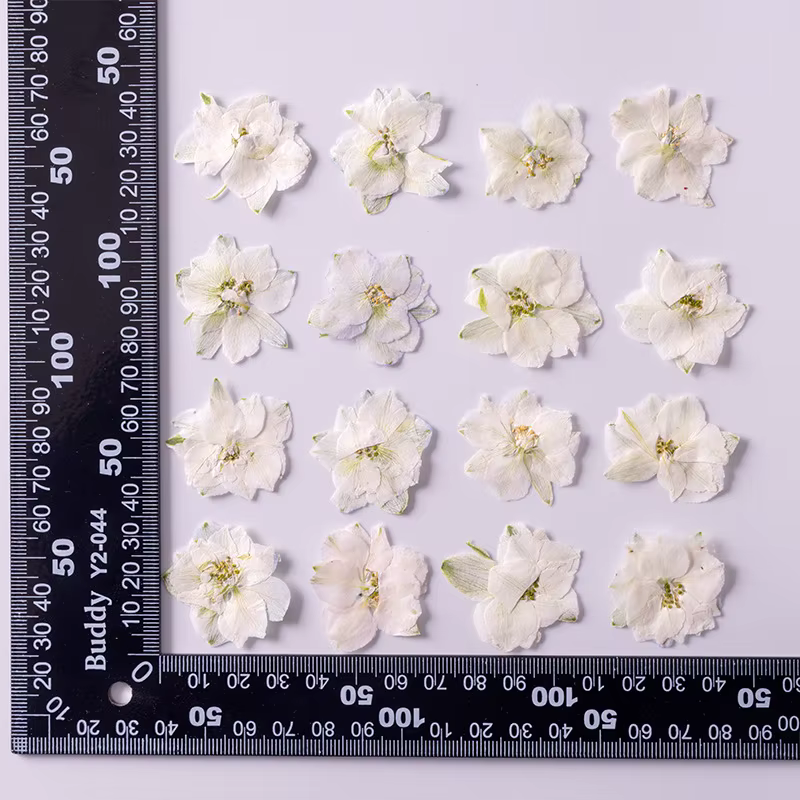 Plante de fleurs d'ajabis séchées