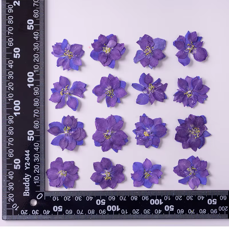 Plante de fleurs d'ajabis séchées