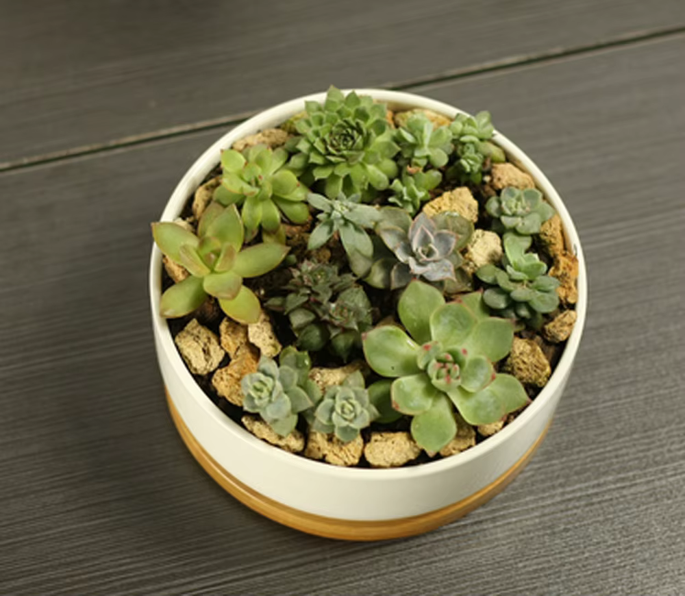 Pot de plante succulente en céramique