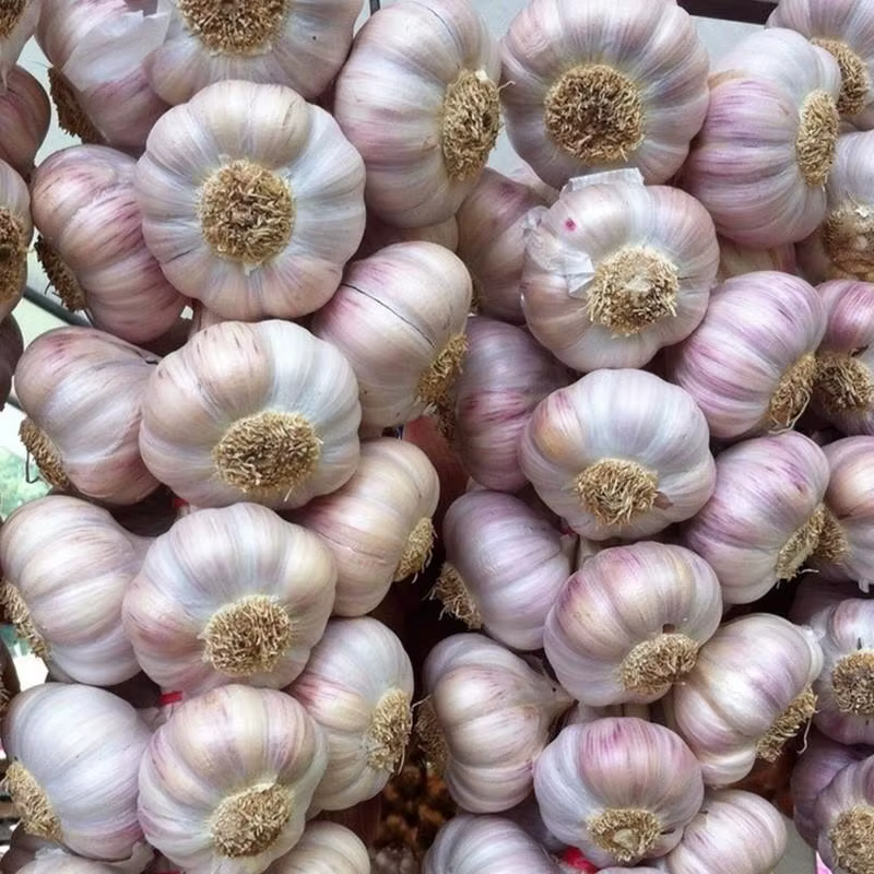 Tige d'ail et légumes, favorise l'allongation