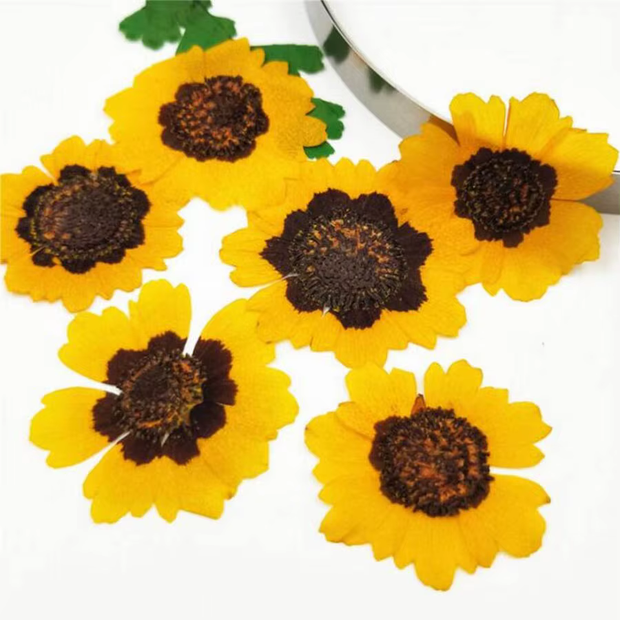 Fleurs séchées PMurcia Coreopsis Tinctoria