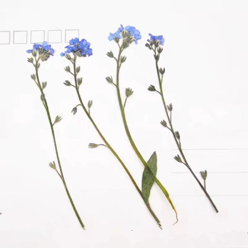 1 ensemble de fleurs de myosotis pressées