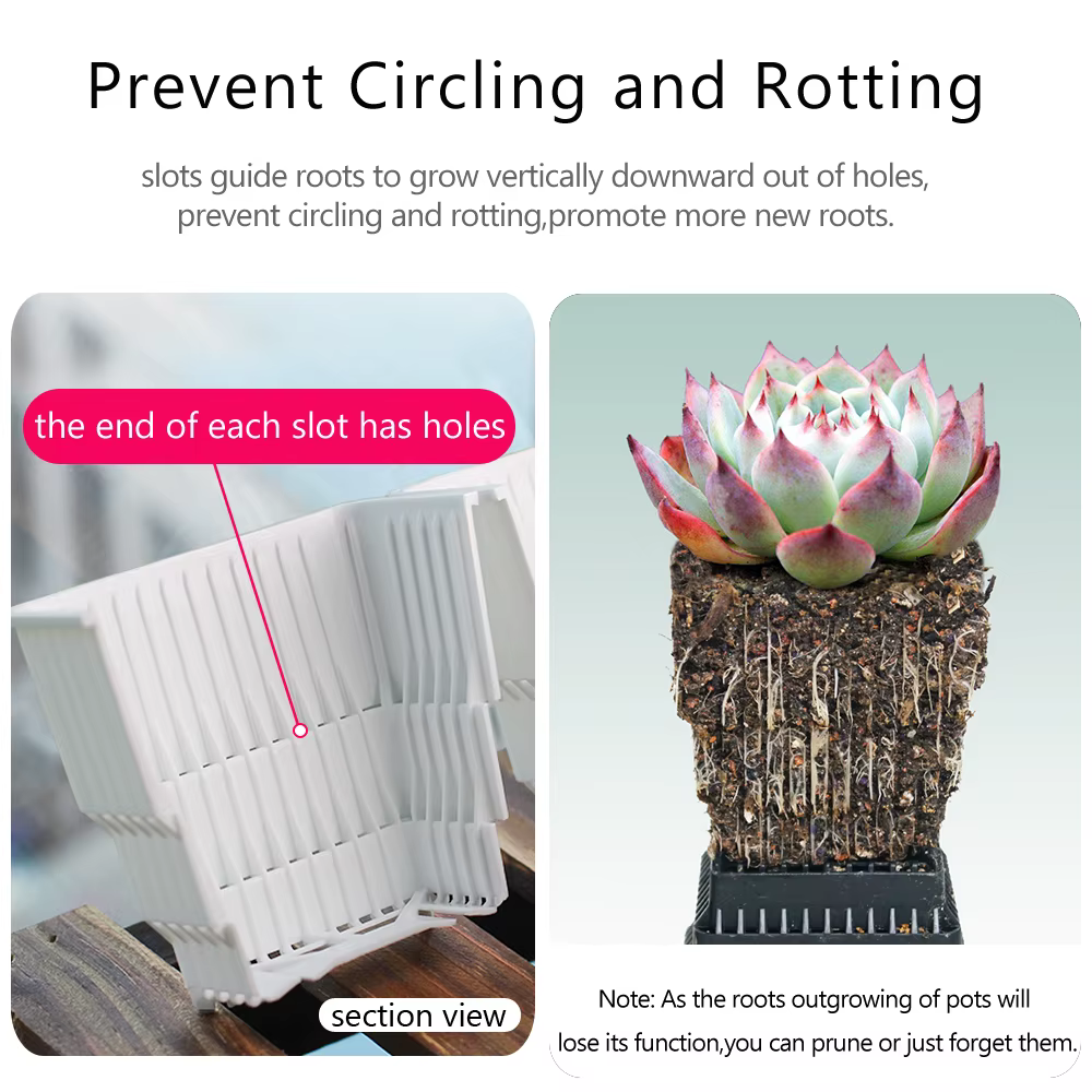 Pot de fleurs succulentes en plastique