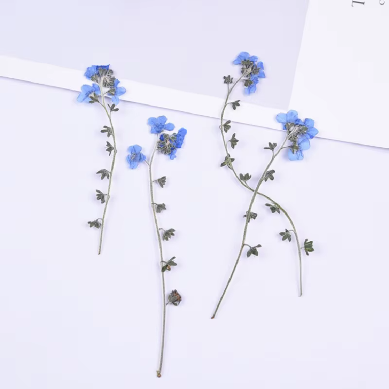 1 ensemble de fleurs de myosotis pressées