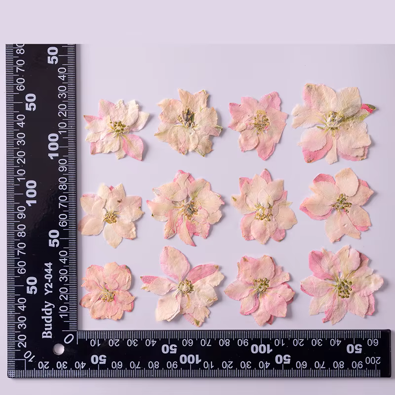 PMurcia-Fleurs de Gaura et Lindheimeri séchées