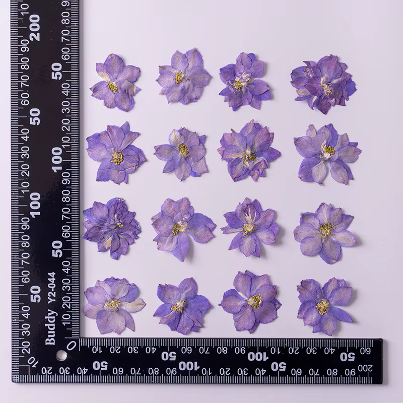 Plante de fleurs d'ajabis séchées