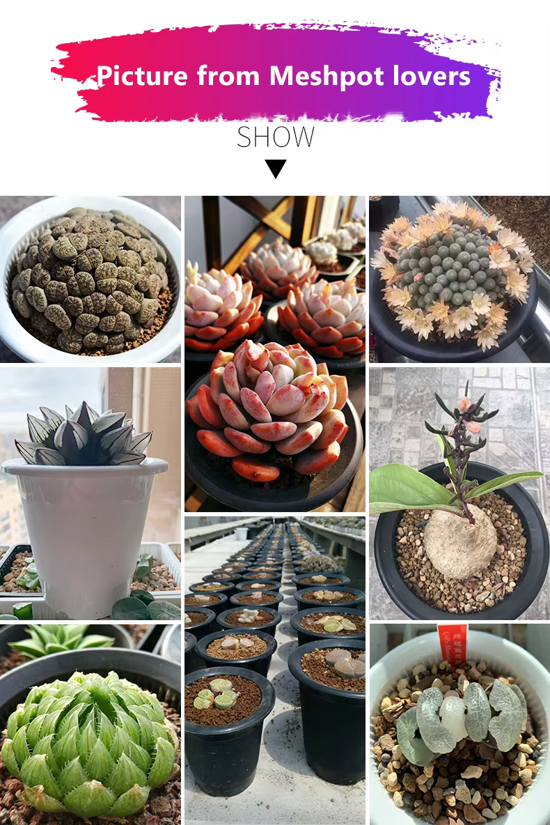 Pot d'orchidée en maille avec trous d'air