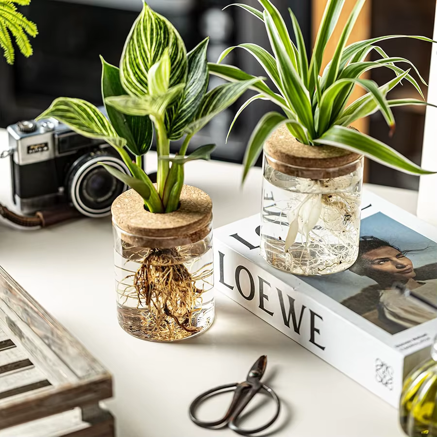 Station de propagation des plantes