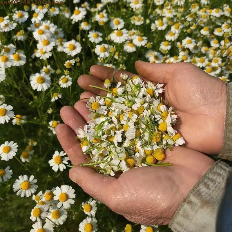 Fleurs de Camomille Séchées Naturelles Premium – Pure Herbe Naturelle pour l'Aromathérapie et les Projets DIY