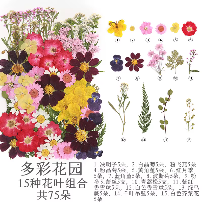 Pack de matériaux de fleurs séchées et pressées