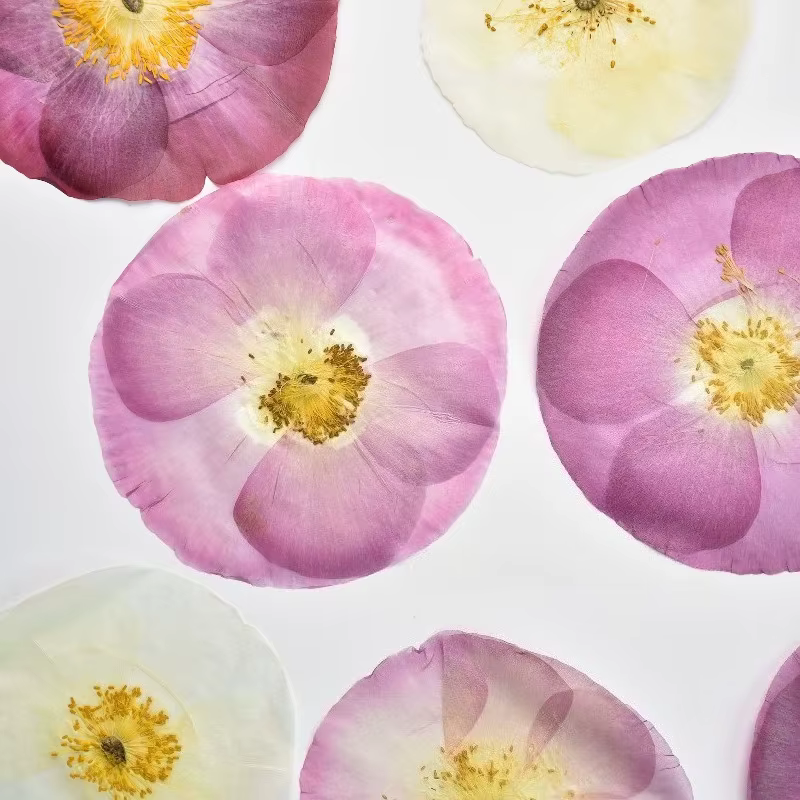 1 pièce/7-10 cm, Véritables pétales de coquelicot pressés pour cadre photo