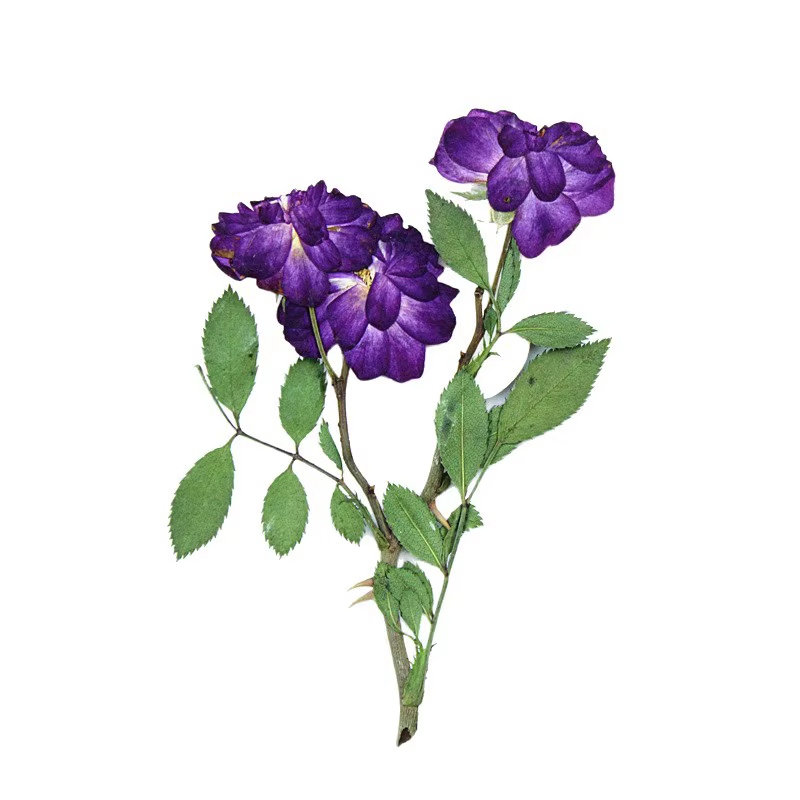 12 pièces, fleurs séchées de roses violettes pressées latéralement avec tiges