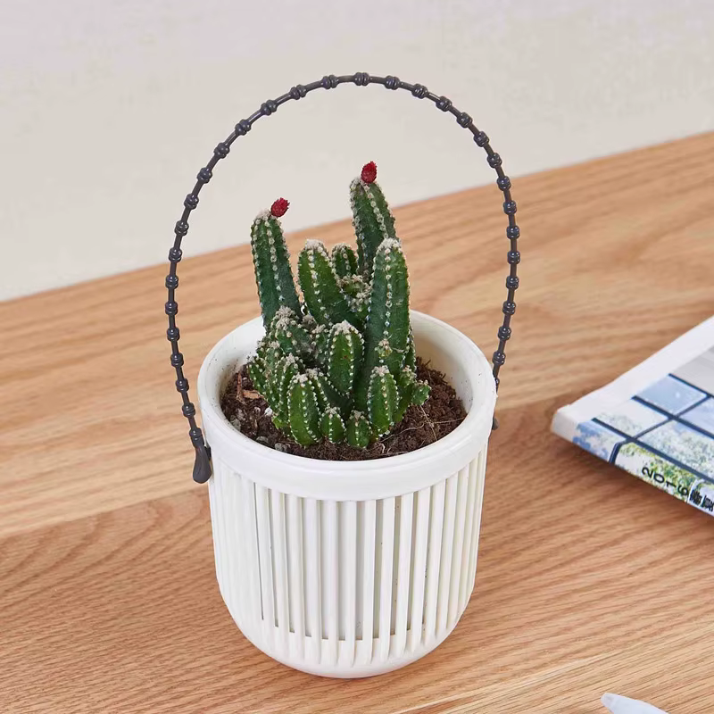 Mir suspendu pour plantes succulentes