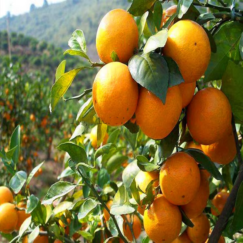 Engrais aux fruits Cultures de tubercules rehaussante DCPTA 99%