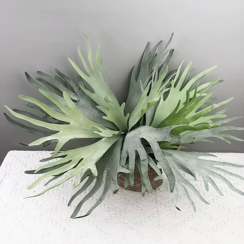 Plantes succulentes réalistes