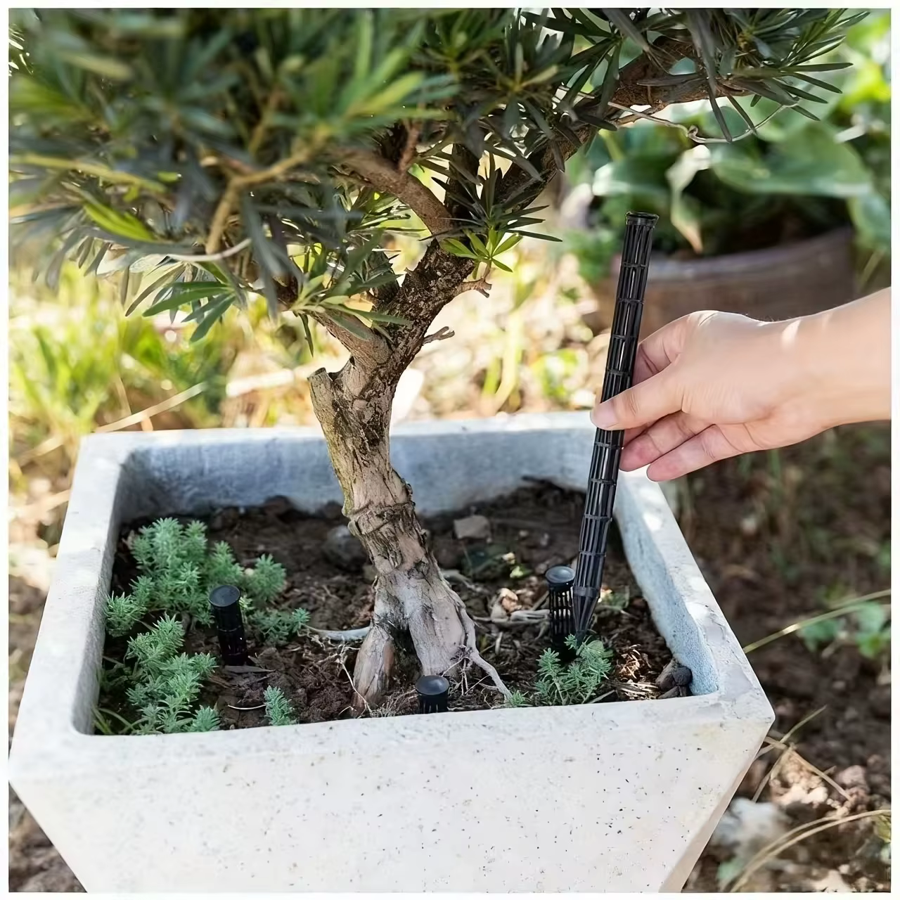 Tubes d'aération pour plantes en pot