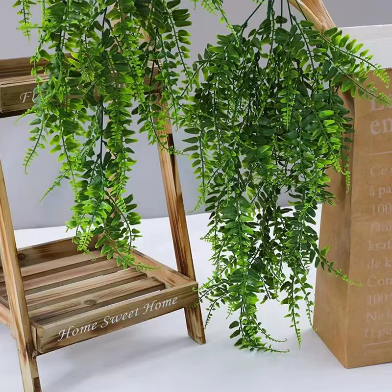 Plante persane feuilles de fougère vignes