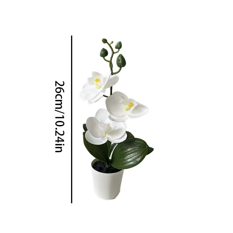Mini orchidée papillon en pot avec 3 fleurs
