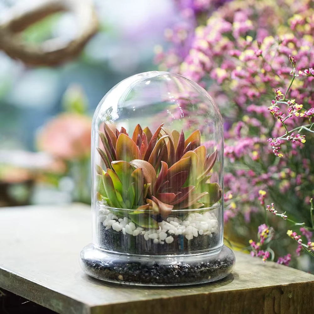 Cloche en verre avec trou d'aération