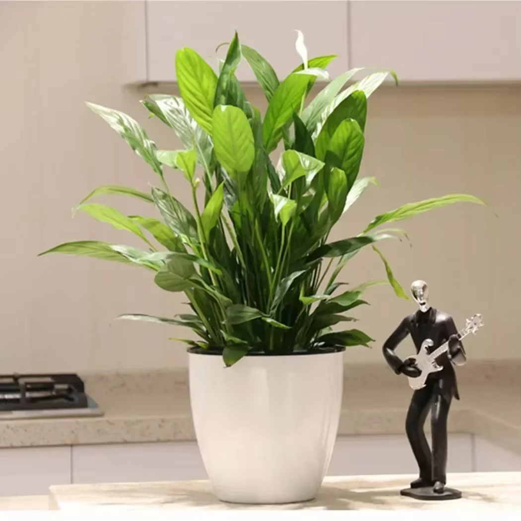 Pot de fleur paresseux à absorption d'eau automatique